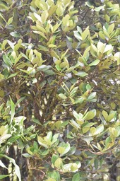 Eugenia bosseri - Bois de néfles gros feuilles - MYRTACEAE - Endémique Réunion