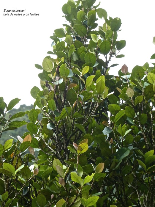 Eugenia bosseri . bois de Nèfles gros feuilles . myrtaceae. endémique Réunion.P1750257