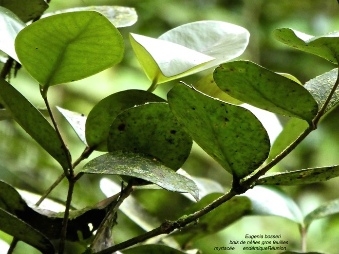 Eugenia bosseri .bois de nèfles gros feuilles. myrtaceae.endémique Réunion.P1750393