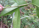 Lenticelles des ramilles de Chionanthus broomeana-Bois de cœur bleu-Oleaceae