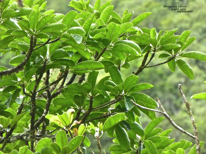 Mimusops balata .grand natte . sapotaceae.endémique Réunion Maurice .P1750297