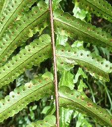 Nephrolepis biserrata .fougère indigène Réunion P1750206 