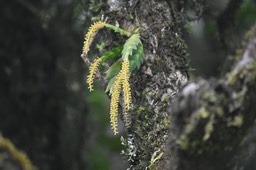 Oberonia disticha - EPIDENDROIDEAE - Indigène Réunion - MAB_6837