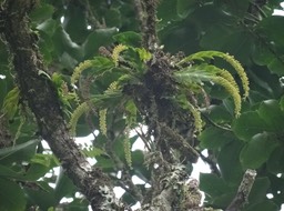 Oberonia disticha - EPIDENDROIDEAE - Indigène Réunion - DSC00729