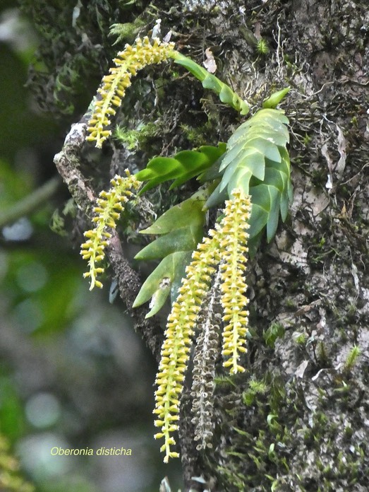 Oberonia disticha. orchidaceae. indigène Réunion .P1750425
