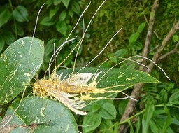 papillon mort parasité par un champignon de type cordyceps sur une feuille de goyavier P1750185