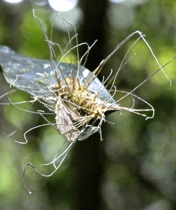 Papillon mort parasité par un champignon de type cordyceps sur une feuille de jamrosat P1750212