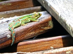 Phelsuma borbonica .gecko vert des hauts. endémique Réunion .P1750141