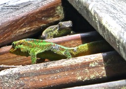 Phelsuma borbonica .gecko vert des hauts .endémique Réunion .P1750139