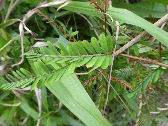 Phyllanthus amarus .ti tamarin blanc.phyllanthaceae. espèce envahissante .P1750489