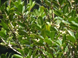 Psiloxylon mauritianum - Bois de pêche marron - MYRTACEAE - Endémique Réunion, Maurice - DSC00710
