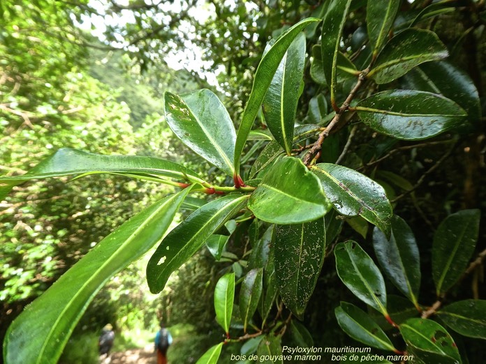 Psiloxylon mauritianum .Bois de gouyave marron .bois de pêche marron.myrtaceae. endémique Réunion Maurice .P1750158