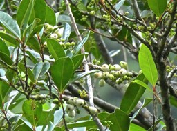Psyloxylon mauritianum. bois de pêche marron rameaux avec fruits .P1750465