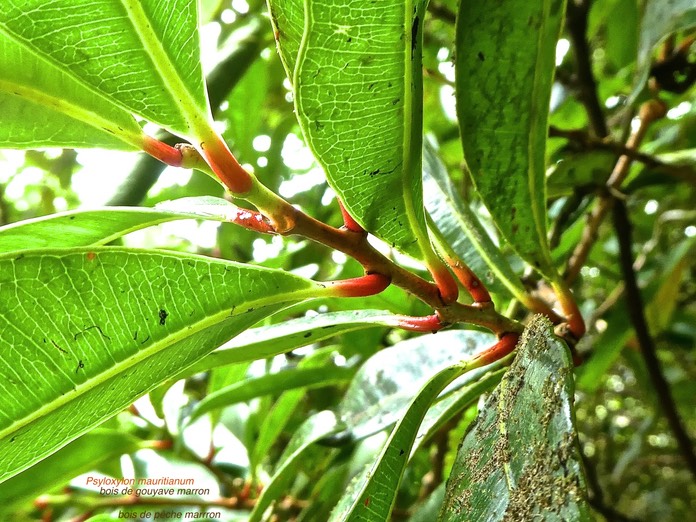 Psyloxylon mauritianum. bois de gouyave marron.bois de pêche marron .myrtaceae .endémique Réunion Maurice .P1750159