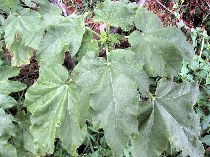 03 feuilles de Obetia ficifolia, bois d'ortie  IMG 0081