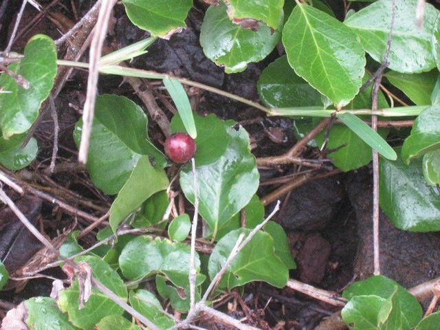 22 3 Flacourtia indica, prunier  algache et fruit mr fIMG 0113