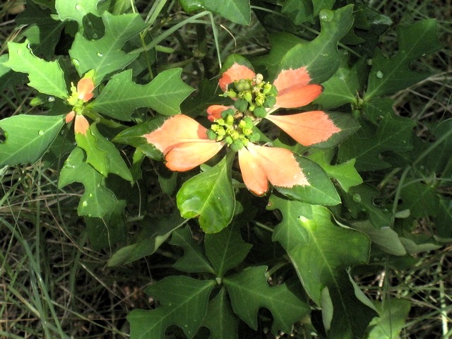 42 1 Euphorbia cyathophora,  poinsettia IMG 0174
