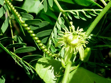P1420123 Passiflora suberosa