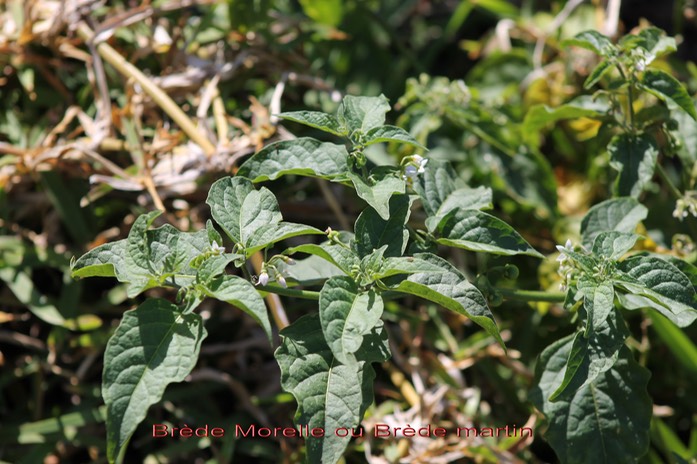 Brède martin- Solanum nigrum - Solanacée - exo