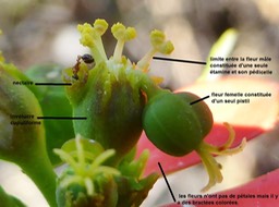 Cyathe d'Euphorbia cyathophora légendé