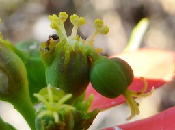 Cyathe d'Euphorbia cyathophora avec fourmi dans le nectaire