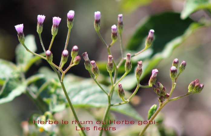 Herbe le rhum- Vernonia cinerea - Astéracée- exo