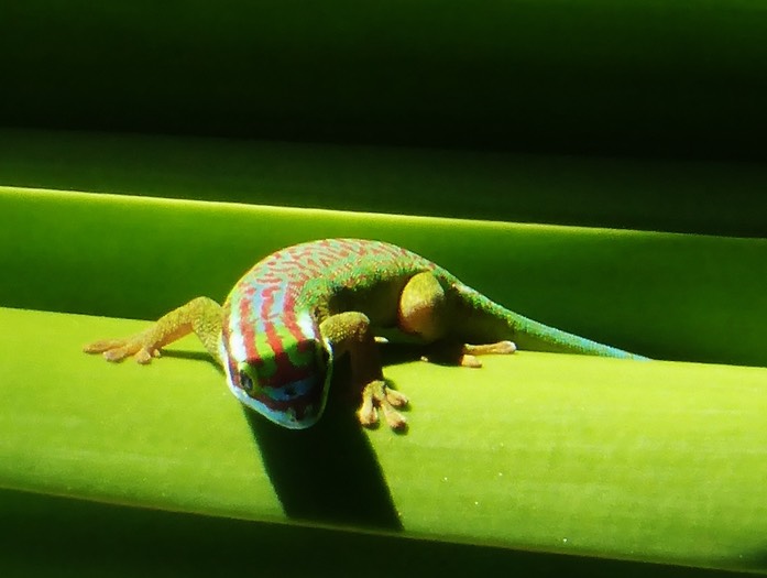 Phelsuma inexpectata mâle sur choca vert (1)