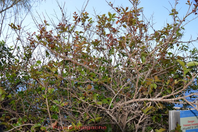 Prune malgache- Flacourtia indica- Salicacée - exo