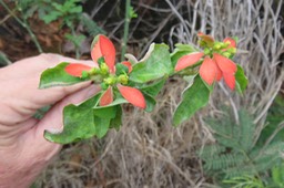 13 Euphorbia cyathophora Murray - Petit poinsettia - Euphorbiaceae - Exo. (Amerique tropicale et subtropicale)
