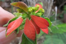 14 Euphorbia cyathophora Murray - Petit poinsettia - Euphorbiaceae - Exo. (Amerique tropicale et subtropicale)