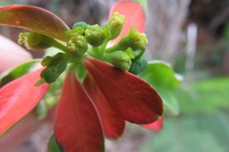 15 Euphorbia cyathophora Murray - Petit poinsettia - Euphorbiaceae - Exo. (Amerique tropicale et subtropicale)