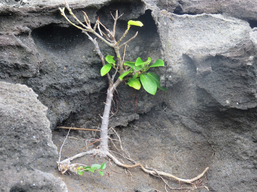 18 Ficus reflexa - Affouche à petites feuilles/Affouche rouge/Affouche bâtard - MORACEAE