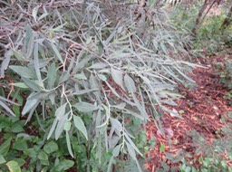 20 Indigofera ammoxylum  (DC.) Polhill - Bois de sable - Fabaceae -Endémique Réunion