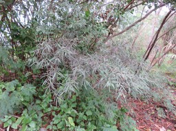 21 Feuilles juvéniles Indigofera ammoxylum  (DC.) Polhill - Bois de sable - Fabaceae -Endémique Réunion