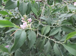 23 Fleurs Indigofera ammoxylum  (DC.) Polhill - Bois de sable - Fabaceae -Endémique Réunion