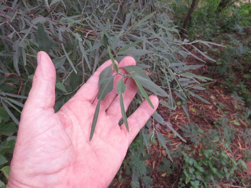 24 Hétérophyllie Indigofera ammoxylum  (DC.) Polhill - Bois de sable - Fabaceae -Endémique Réunion