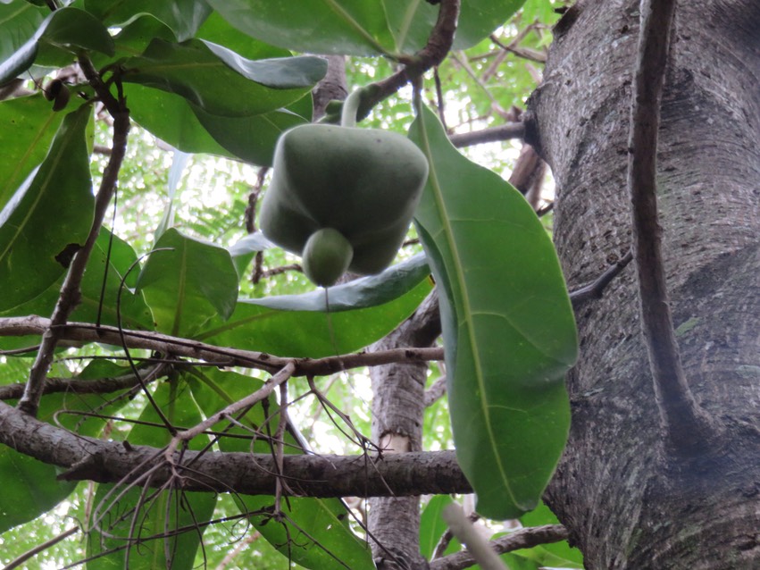 28 Barringtonia asiatica - Bonnet de prêtre - LECYTHIDACEE - Indopacifique