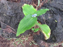 5 Tradescantia fluminensis Vell. - ??? Herbe de l’eau - Commelinaceae - Amérique du Sud