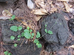 6 Bécabar bâtard - Boerhavia coccinea - Nyctaginacée - Pantropicale