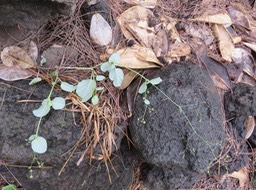 7 Bécabar bâtard - Boerhavia coccinea - Nyctaginacée - Pantropicale