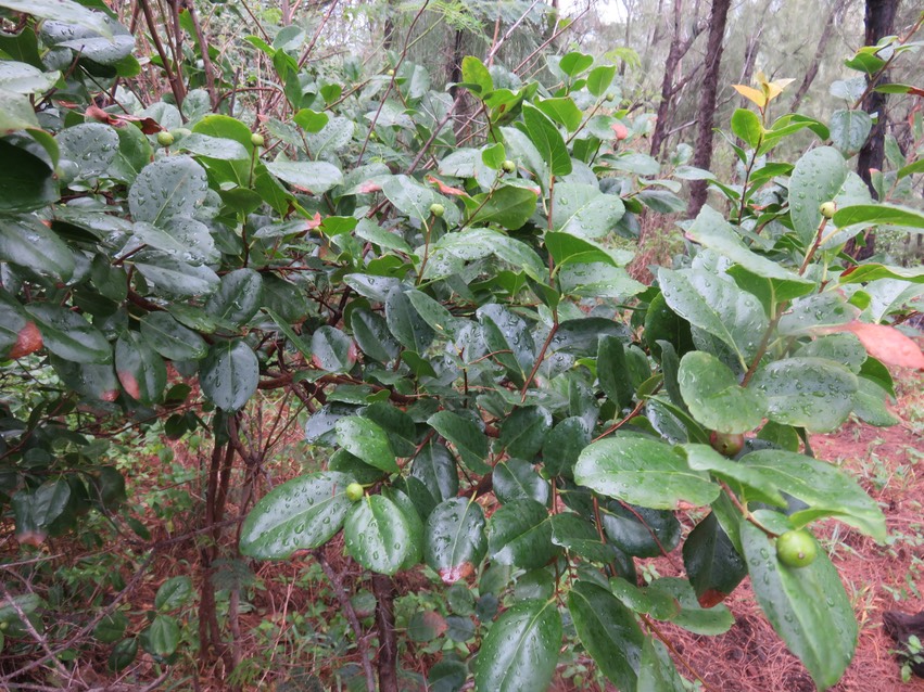 8 Flacourtia indica (Burm. f.) Merr. - Prune malgache - Salicaceae - Exotique