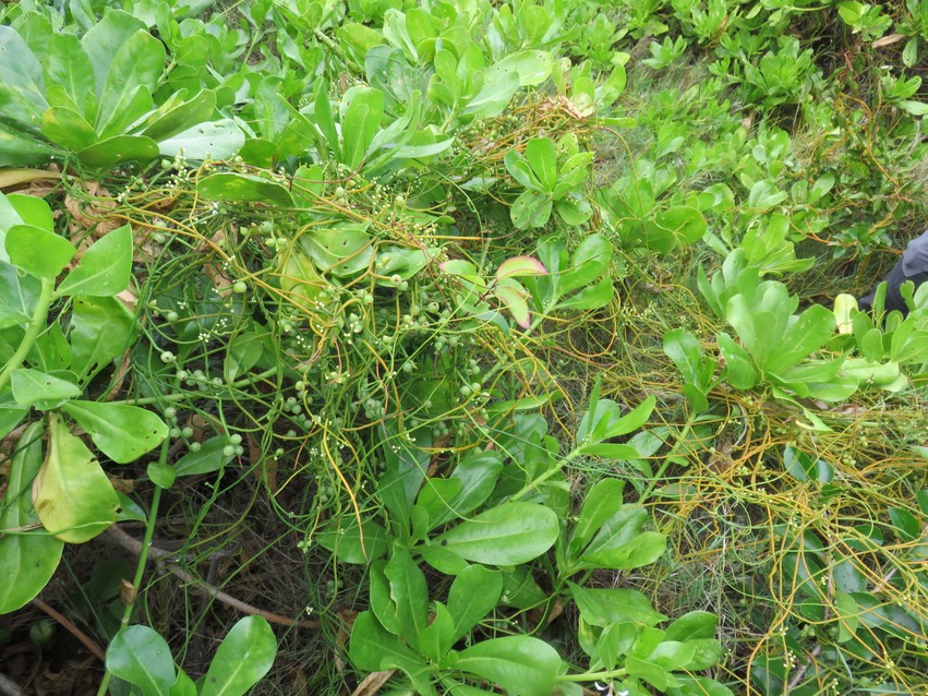 9 Fruits Cassytha filiformis L. - Liane foutafout - Lauraceae - Indigène Réunion