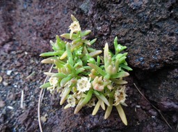 Lavangère - Delosperma napiforme - AIZOACEAE - Endémique Réunion
