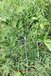 Affouche rouge- Ficus rubra- Moracée - I