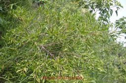 Bois d'arnette- Dodonea viscosa- Sapindacée-I