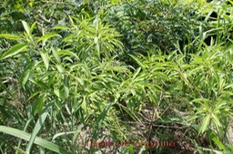 Bois de chenille- Volkameria heterophylla (ex Clerodendron)- (ex Verbénacée) Lamiacée- BM