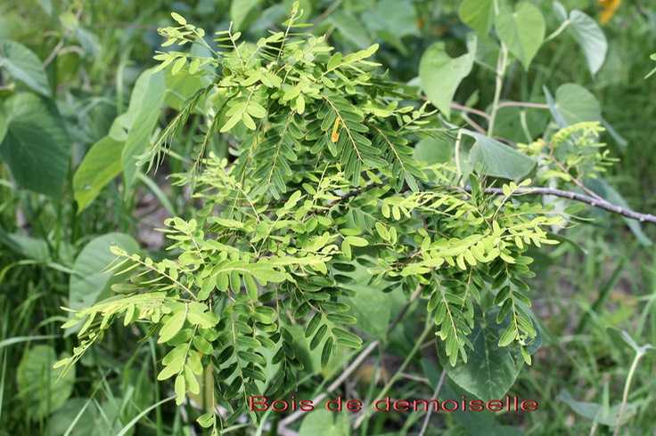 Bois de demoiselle- Phyllanthus casticum - Phyllanthacée - B