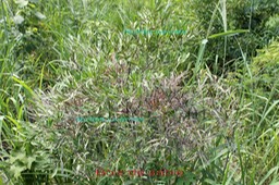 Bois de sable- Indigofera ammoxylum- Fabacée-B
