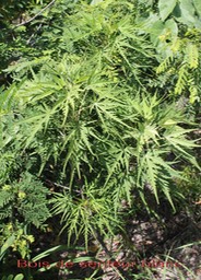 Bois de senteur blanc- Ruizia cordata- Malvacée - B