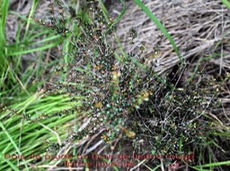 Bois de tisane rouge- Scolopia heterophylla - Salicacée - Masc